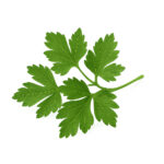 Parsley Leaves