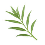 Tarragon Leaves